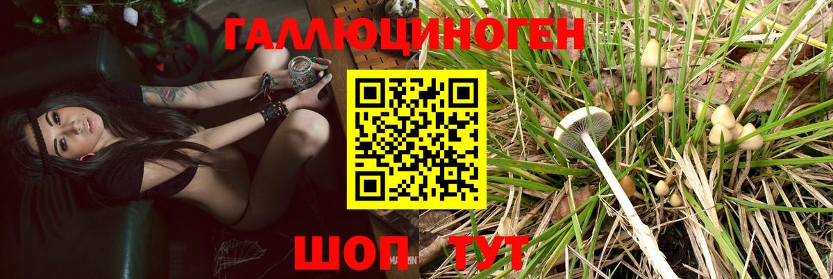 Псилоцибиновые грибы MAGIC MUSHROOMS Родники